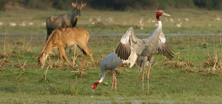 Bharatpur National Park 