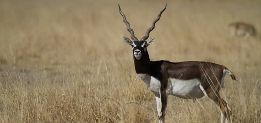 Black Buck antelope Rajasthan