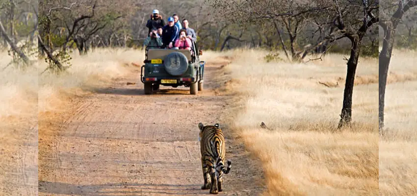 Ranthambore Jeep Safari