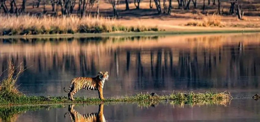 Ranthambore National Park Jaipur