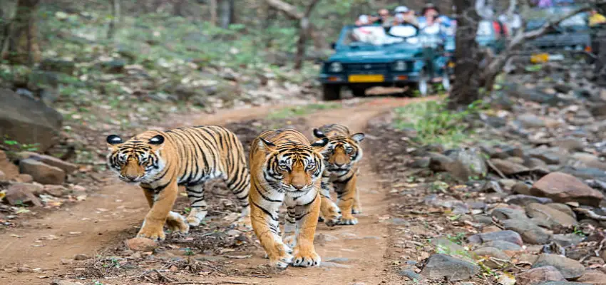 Ranthambore National Park Jaipur