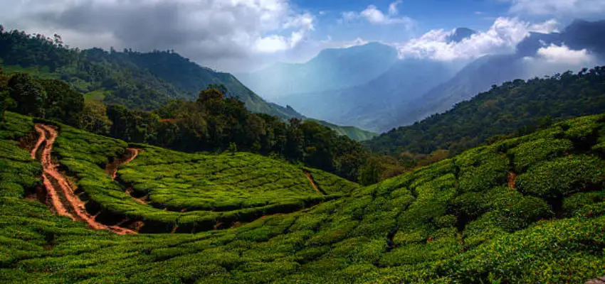 Munnar Tea Garden India