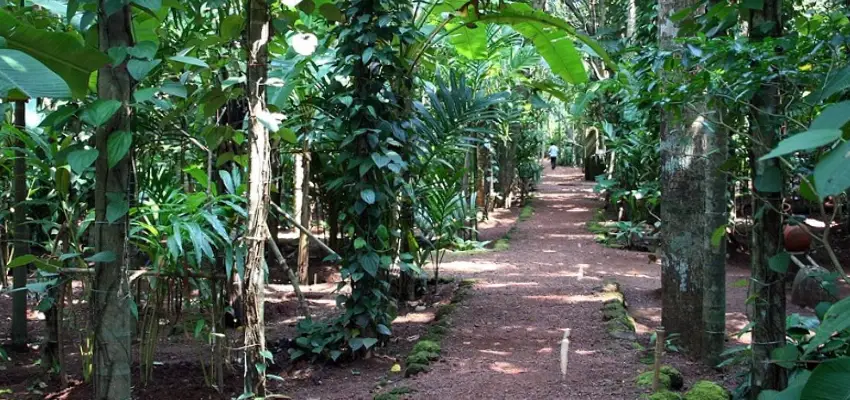 Spice Plantation Kerala India