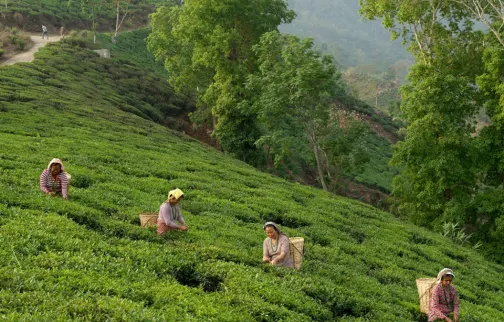 Darjeeling Himalayan West Bengal